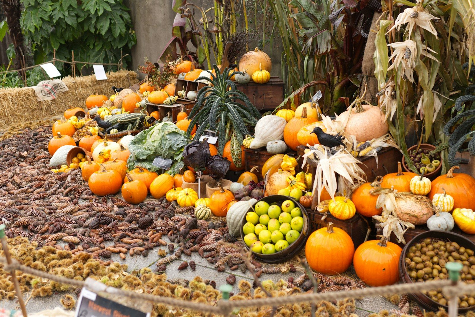 Autumn harvest display with pumpkins and gourds